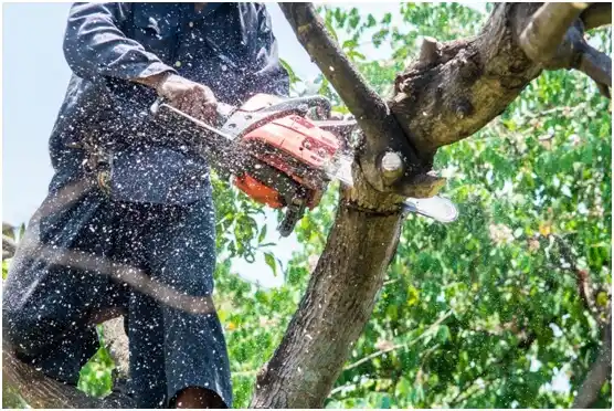 tree services Pigeon Falls